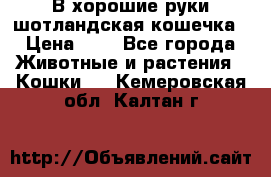 В хорошие руки шотландская кошечка › Цена ­ 7 - Все города Животные и растения » Кошки   . Кемеровская обл.,Калтан г.